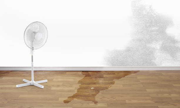 Best Ceiling water damage repair  in Whitmore Lake, MI