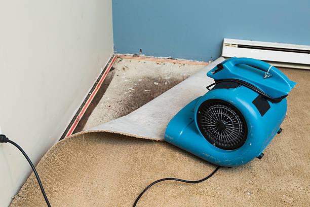 Best Sewage cleanup and water damage restoration  in Whitmore Lake, MI